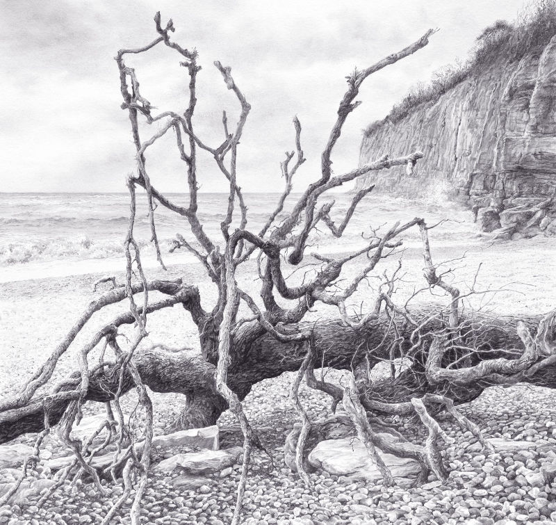 Driftwood Tree. Painting by Felicity Flutter